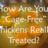 Cage Free Chickens